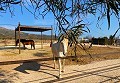 Schönes Landhaus mit Pool in Pinoso in Daft on Spain 