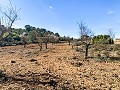 Magnificent Off-Grid Equestrian Farm in Almansa in Daft on Spain 