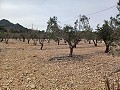 Grundstück zum Verkauf  mit Olivenbäumen in La Romana. in Daft on Spain 