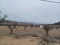 Grundstück zum Verkauf  mit Olivenbäumen in La Romana. in Daft on Spain 