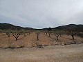 Grundstück zum Verkauf  mit Olivenbäumen in La Romana. in Daft on Spain 