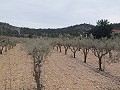Grundstück zum Verkauf  mit Olivenbäumen in La Romana. in Daft on Spain 