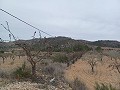 Grundstück zum Verkauf  mit Olivenbäumen in La Romana. in Daft on Spain 