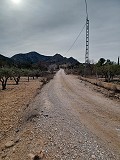 Grundstück zum Verkauf  mit Olivenbäumen in La Romana. in Daft on Spain 