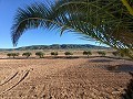 Beautiful Country home in Yecla in Daft on Spain 