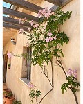 Schönes Landhaus mit 5 Schlafzimmern und 4/5 Bädern in Raspay. in Daft on Spain 