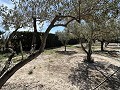 2 Bed 1 Bath Finca for sale in la Romana. in Daft on Spain 