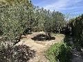 2 Bed 1 Bath Finca for sale in la Romana. in Daft on Spain 