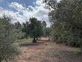 Fantastisches Landhaus mit 4 Schlafzimmern und 20.000 m2 Grundstück in Daft on Spain 