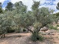 Fantastisches Landhaus mit 4 Schlafzimmern und 20.000 m2 Grundstück in Daft on Spain 