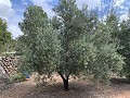 Fantastisches Landhaus mit 4 Schlafzimmern und 20.000 m2 Grundstück in Daft on Spain 