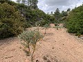 Fantastisches Landhaus mit 4 Schlafzimmern und 20.000 m2 Grundstück in Daft on Spain 