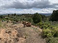 Fantastisches Landhaus mit 4 Schlafzimmern und 20.000 m2 Grundstück in Daft on Spain 