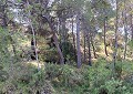 Atemberaubende traditionelle Villa mit 5 Schlafzimmern und 2 Bädern in 140.000 m2 Waldgebiet in Sax in Daft on Spain 