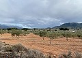 Hermosa finca en Sax, 2 dormitorios, 1 baño con potencial para mucho más. in Daft on Spain 