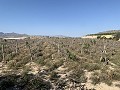 Building Plot near Monforte del Cid in Daft on Spain 