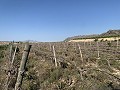 Building Plot near Monforte del Cid in Daft on Spain 