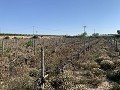 Building Plot near Monforte del Cid in Daft on Spain 