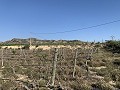 Building Plot near Monforte del Cid in Daft on Spain 
