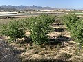 Building Plot near Monforte del Cid in Daft on Spain 