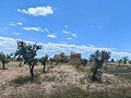 Ruina en Pinoso con suficiente terreno para construir una nueva vivienda in Daft on Spain 