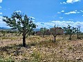 Ruina en Pinoso con suficiente terreno para construir una nueva vivienda in Daft on Spain 