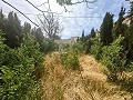 Maravillosa Casa Cueva con Terreno a tan solo 10 minutos de Pinoso in Daft on Spain 