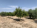 Villa met privézwembad, 3 slaapkamers, aparte garage en olijfbomen in Daft on Spain 