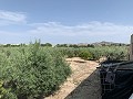 Villa met privézwembad, 3 slaapkamers, aparte garage en olijfbomen in Daft on Spain 