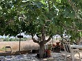 Villa met privézwembad, 3 slaapkamers, aparte garage en olijfbomen in Daft on Spain 