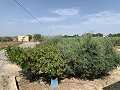 Villa met privézwembad, 3 slaapkamers, aparte garage en olijfbomen in Daft on Spain 