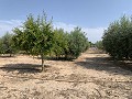 Villa met privézwembad, 3 slaapkamers, aparte garage en olijfbomen in Daft on Spain 