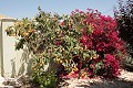 Lovely 3 Bed 2 Bath Villa in Abanilla. in Daft on Spain 