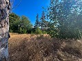 Large Country House with Pool and Annex in Sax in Daft on Spain 