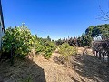 Large Country House with Pool and Annex in Sax in Daft on Spain 