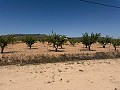 Lovely 3 Bed 2 Bath Villa in Pinoso. in Daft on Spain 