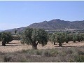 Terrain à vendre à (Rincon Del Moro.) Sax in Daft on Spain 