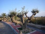 Large New Build Villa with swimming pool in Daft on Spain 