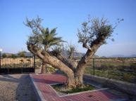 Large New Build Villa with swimming pool in Daft on Spain 