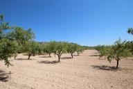 Country house with 100.000M2 olives and Almonds in Daft on Spain 