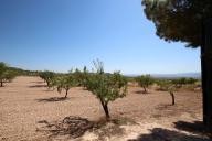 Country house with 100.000M2 olives and Almonds in Daft on Spain 