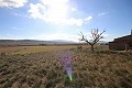 Gran terreno con ruinas en Yecla, Murcia in Daft on Spain 