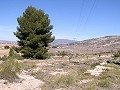 Bauland in Pinoso in Daft on Spain 
