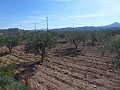 Stedelijke grond te koop - Bouwpercelen te koop in Macisvenda, Murcia | Alicante, Macisvenda in Daft on Spain 