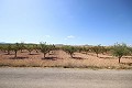 Bouwgrond met amandelbomen in Daft on Spain 