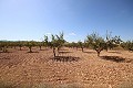 Bouwgrond met amandelbomen in Daft on Spain 