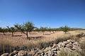 Bouwgrond met amandelbomen in Daft on Spain 