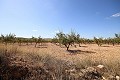 Bouwgrond met amandelbomen in Daft on Spain 
