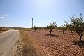 Bouwgrond met amandelbomen in Daft on Spain 
