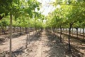 Gran Casa de Campo con negocio de mármol y plantación de uva in Daft on Spain 